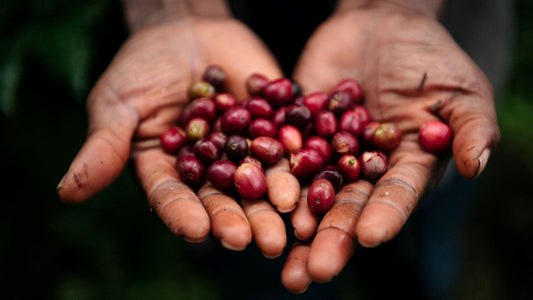 How Does Coffee Grow?